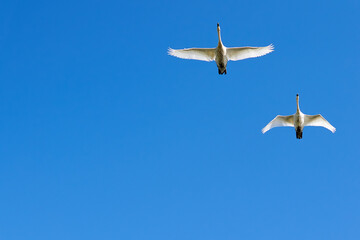 Two swans flying overhead against a clear blue sky