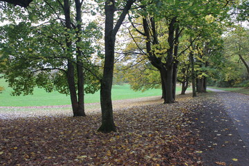 Naklejka premium Parkfläche im Herbst
