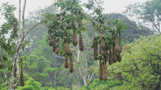 Breeding colony of Montezuma oropendola (Psarocolius montezuma) birds congregating around perfectly woven hanging nests 