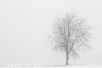 Fototapeta na wymiar Fog covered tree