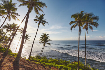 Fototapeta premium Tropical beach with coconut palm trees at sunrise.