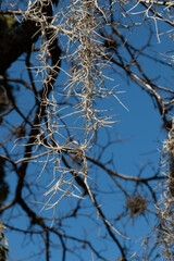 Spanish Moss Necklace Hanging U Shape 