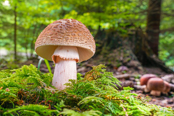 Blusher mushroom (Amanita rubescens), Edible Mushroom