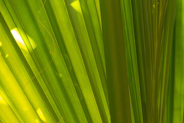 Fan Palm Leaves in Sunlight 