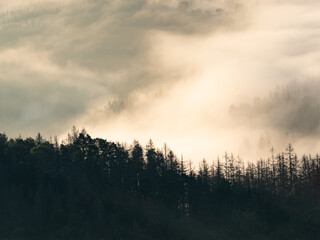 Amazing foggy Autumn landscape with fir forest