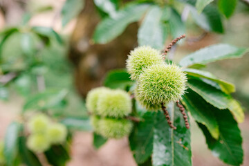 Group of chestnuts in their chestnut tree