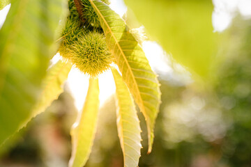 Sunlight through the chestnut tree, chestnut fruit spikes