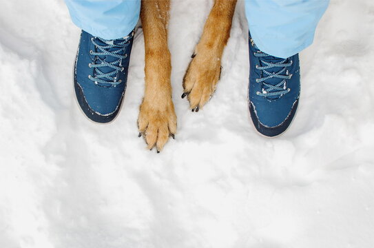  Dog with owner during winter walk. Top view dog paws and humans feet on snow. Pet care. Winter walks on outdoors.