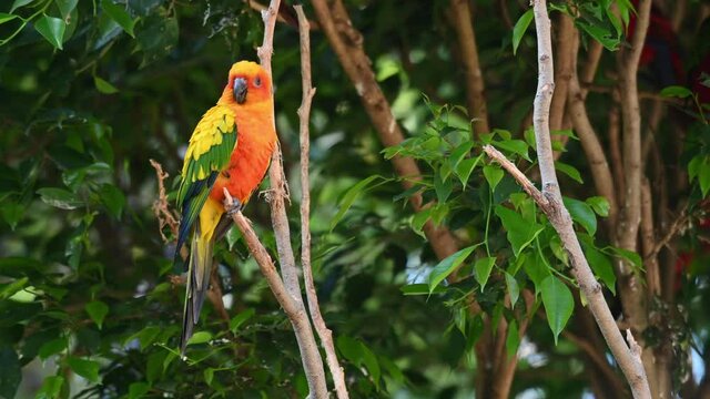 Sun Conure, Sun Parakeet, Aratinga solstitiali, 4K Footage of a Parrot found in South America; facing to the right scratching its belly while looking to the camera, windy afternoon.