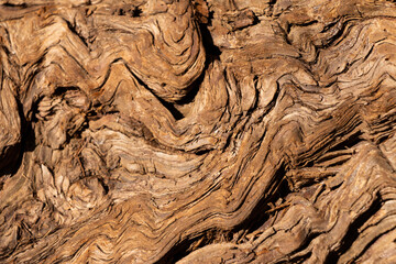 Swirling Cypress Tree Bark