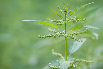 beautiful nettle branch with fresh leaves and funny flowers