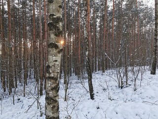 Cold and snowy winter on Paluki in northwest Poland.