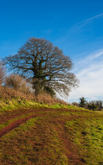 Fields and Meadows of Conqueror Wood, Torquay, Devon in England in Europe.