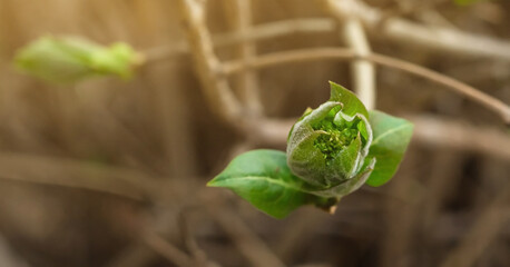 Obraz premium Closeup of young blooming leaf bud on maple tree with copy space, spring nature awakening