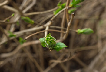 Closeup of young blooming leaf bud on branch of maple tree, tender shoots of fresh greenery, spring nature awakening