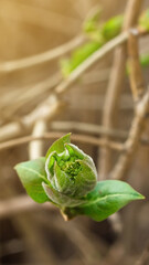 Closeup of young blooming leaf bud on branch of maple tree under sunlight, spring nature awakening