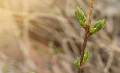 Closeup of young blooming leaf bud on maple tree with copy space, spring nature awakening