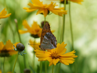 (Argynnis paphia) Der Kaisermantel oder Silberstrich, Schmetterling mit blass orange Vorderflügel und graugrün Hinterflügel