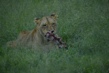 african lion cub