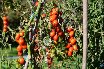 Small red tomatoes ripening