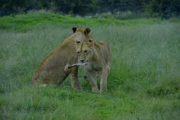 lion and lioness