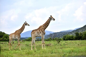 giraffe in the savannah