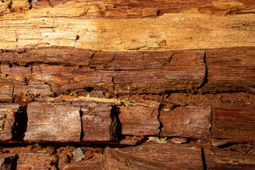 Fallen log in the forest