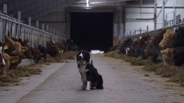 Border collie standing in the middle of a feed floor for cows.