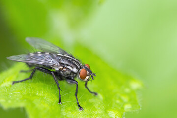 The fly sits on a green leaf, close-up.