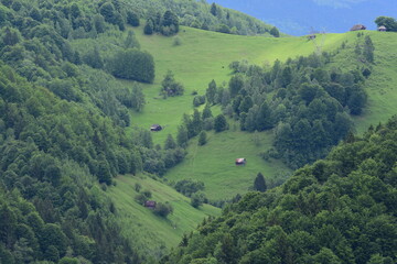 Green hills and forest