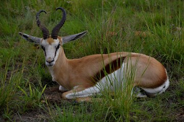 impala in the savannah