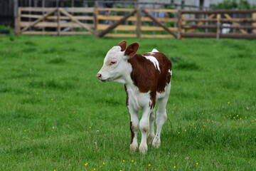 Calf in a green field