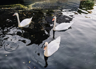 Beautiful white birds, swans swim in the water on the lake as a family and feed on food. Pets in the countryside.