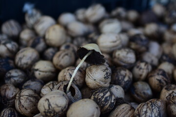 Small mushroom on some walnuts