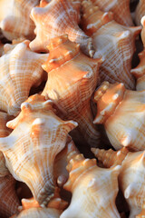 Bunch of Conch