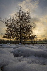 landscape with trees and snow