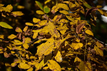 Yellowing walnut leaves