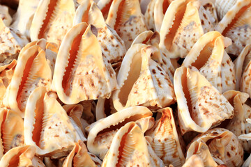 shell background