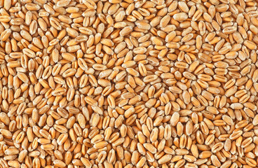 Wheat grains texture. Wheat grains as agricultural background.