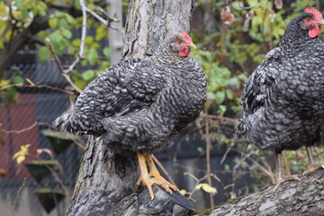 Speckled chickens in an apple tree