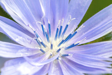 Flower with purple petals and blue stamens.