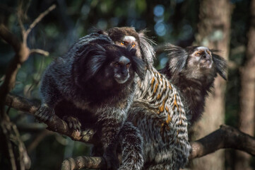 monkeys sitting on a tree