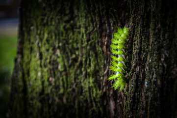caterpillar on a tree