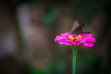 butterfly on flower