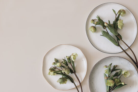 Spring foral frame, banner. Green hellebores flowers on round ceramic plates. Neutral beige champagne table background. Empty copy space. Flat lay, top view. Natural minimal composition.