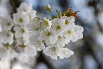 Cherry blossom white flowers