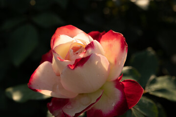 Cream rose with red tips in full bloom