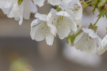 Cherry blossom white flowers