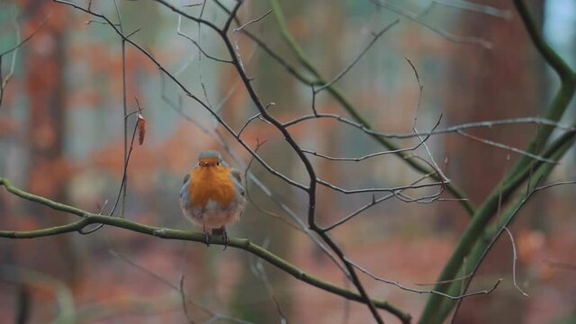 Lone Robin Perched On Branch In Autumn Woodland Setting