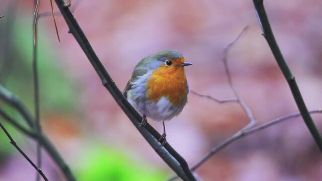 European Robin - Robin Redbreast Bird Looking In Distance And Fly Away From Branch of Tree. - selective